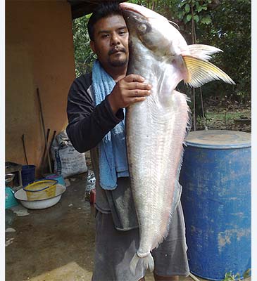 2055_Mr. Kurien_Twisted-Jaw Sheatfish_Belodontichthys dinema.jpg 2055_Mr. Kurien_Twisted-Jaw Sheatfish_Belodontichthys dinema.jpg